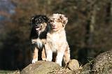 BERGER AUSTRALIEN PUPPIES 678